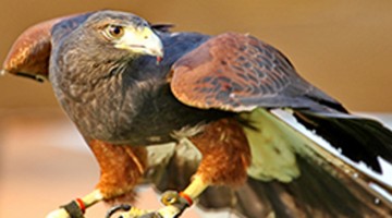 Falcon Show in Banyan Tree Al Wadi